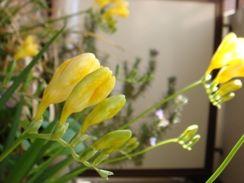 DSC00238.JPG