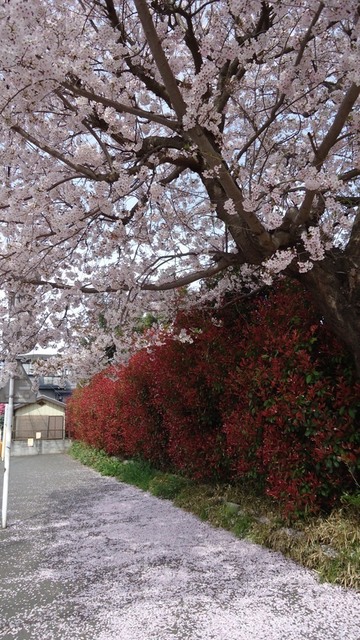 DSC01378.JPG