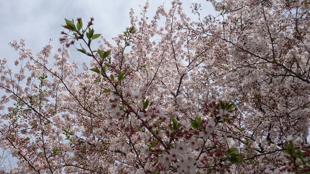 DSC01388.JPG