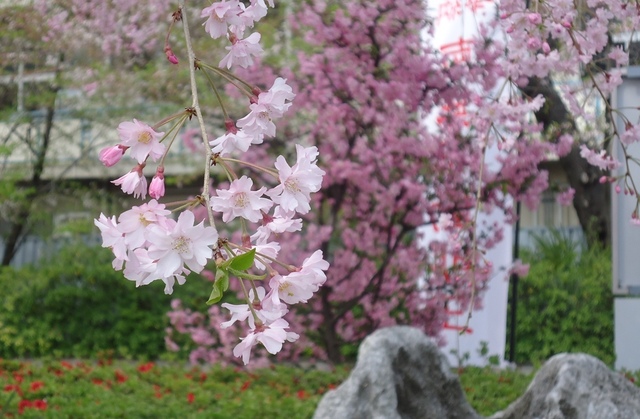 DSC01402.JPG