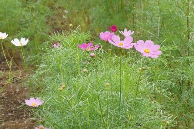 DSC01708.JPG