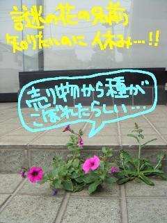 お花屋さん臨時休業.JPG