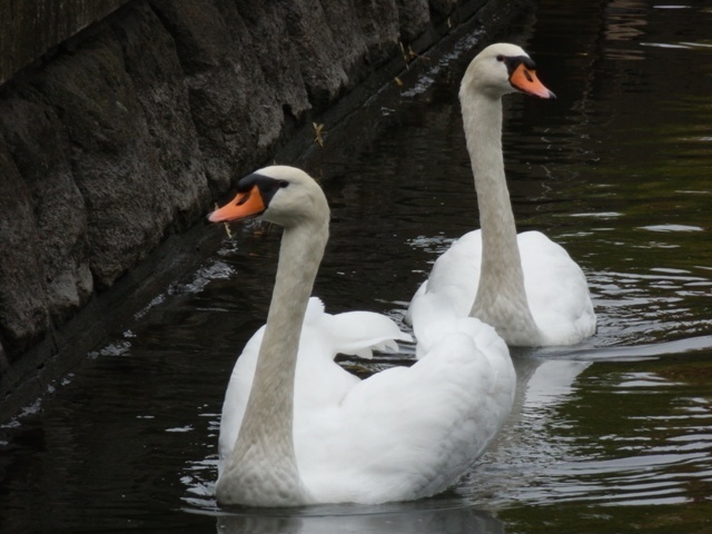 白鳥.JPG