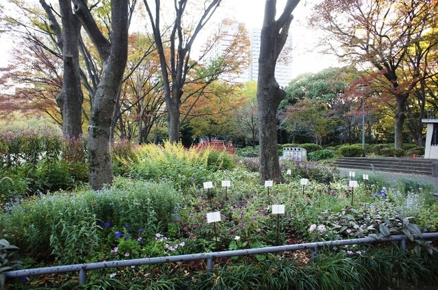 花壇.JPG