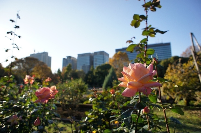 薔薇.JPG