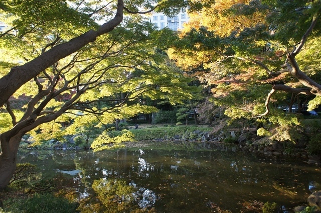 逆光の紅葉樹.JPG