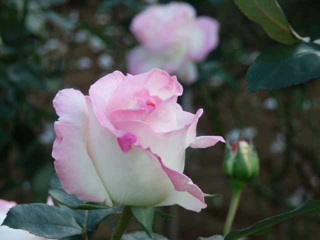 PB030342.JPG
